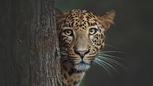Wild Life