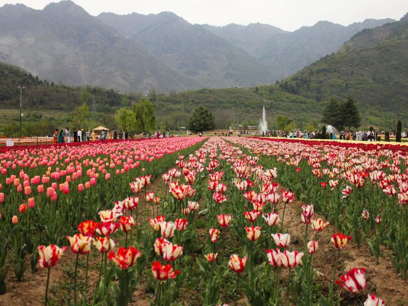 kashmir TULIP GARDEN